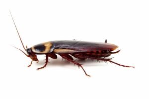 cockroach pest control