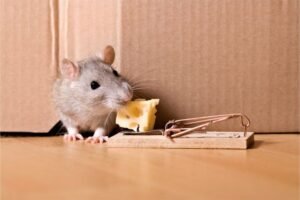 rodent control toronto