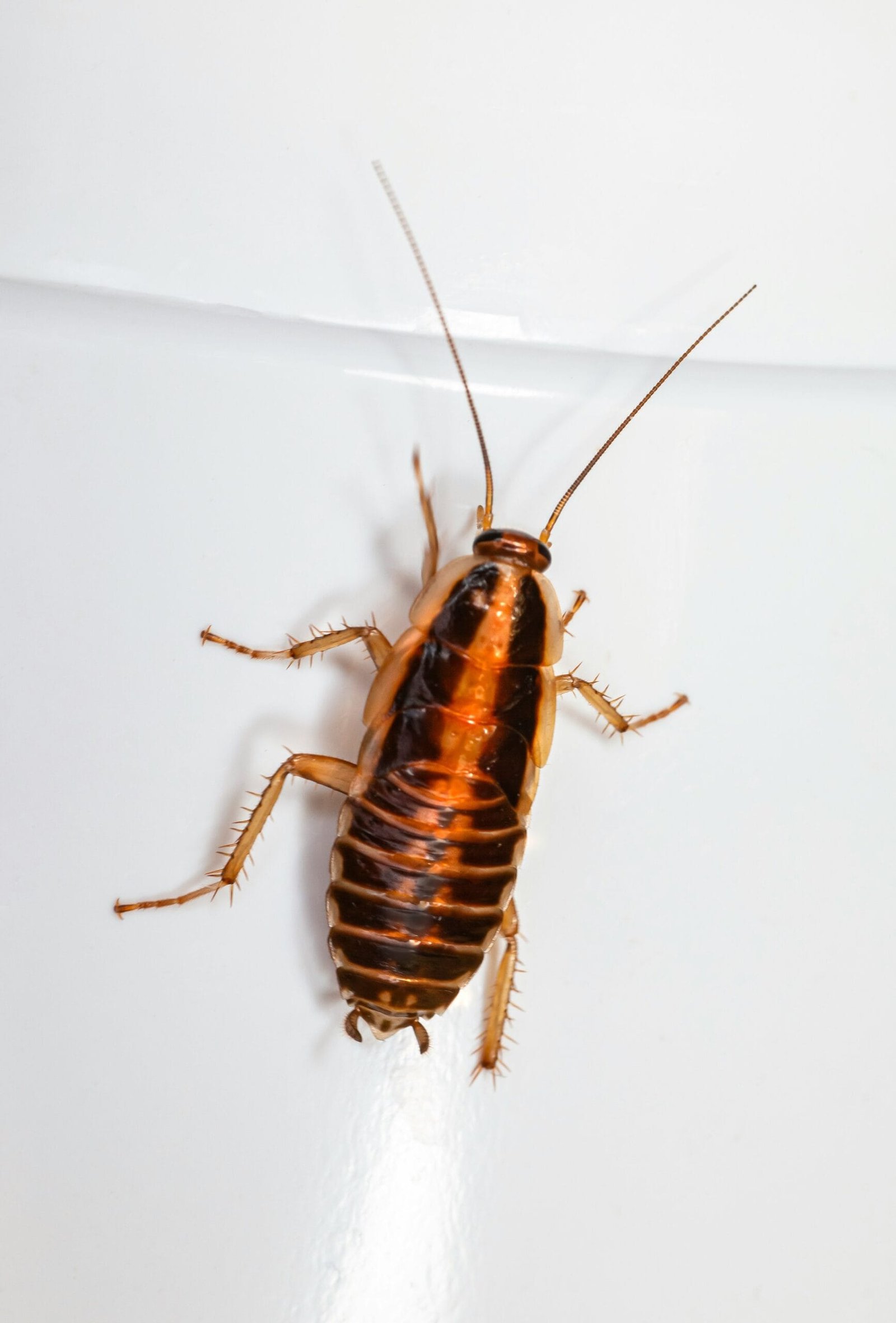 cockroach exterminator cost