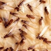 Termite: Causes, Protection, and Treatment