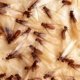 Termite: Causes, Protection, and Treatment