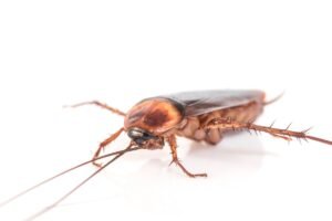 Cockroach Infestation