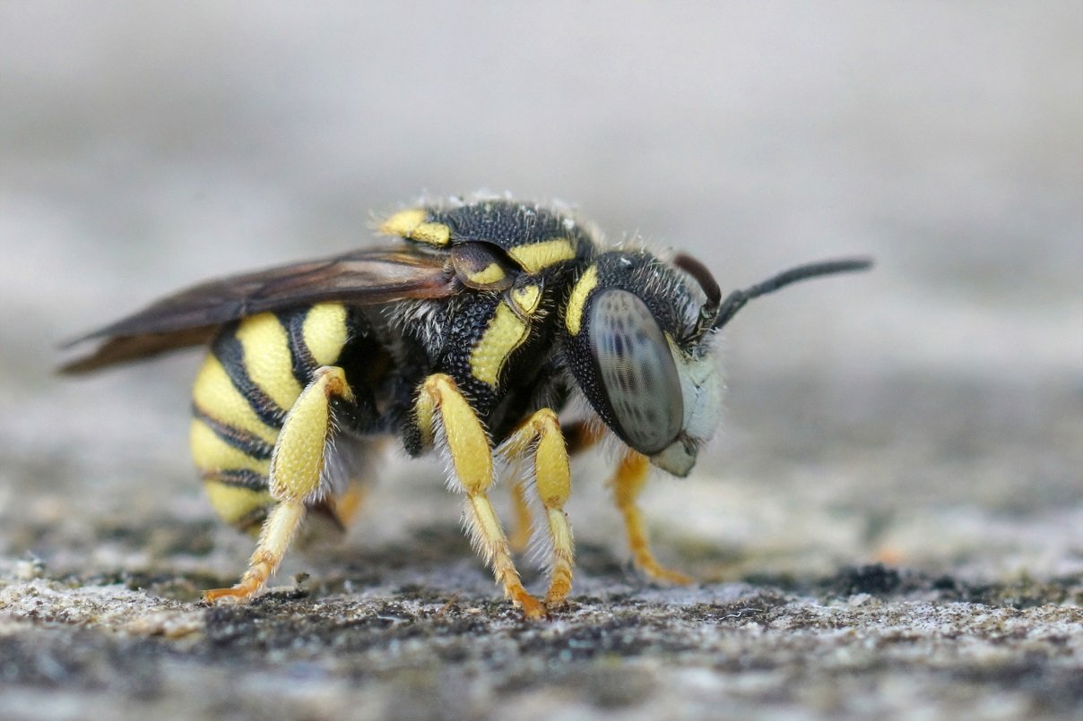 WASP INFESTATION