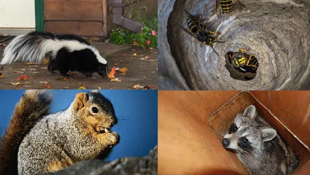 Secure Your Home from Wildlife in Toronto with Vanish Pest Control