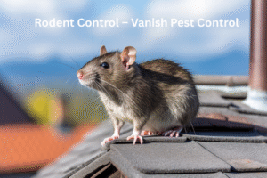 Rat control