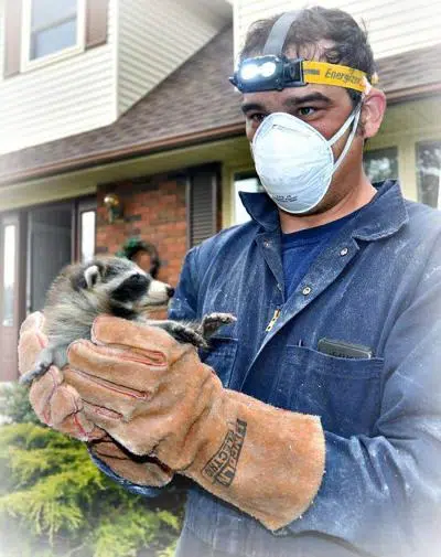"Wildlife removal technician in protective gloves safely holding a raccoon during humane relocation service"