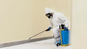 Carpenter Ant