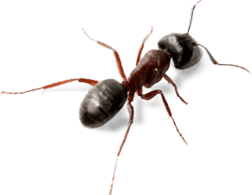 "Black carpenter ant with bent antennae crawling on wood"