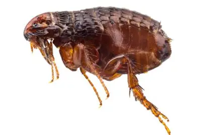 "Close-up of a flea on skin, showing its small, reddish-brown body and strong jumping legs."