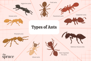 “Illustration of different types of ants including Argentine ants, Field ants, Pavement ants, Carpenter ants, Odorous house ants, Red imported fire ants, Ghost ants, Pharaoh ants, and Grease ants – pest control identification guide for Toronto and the GTA.”