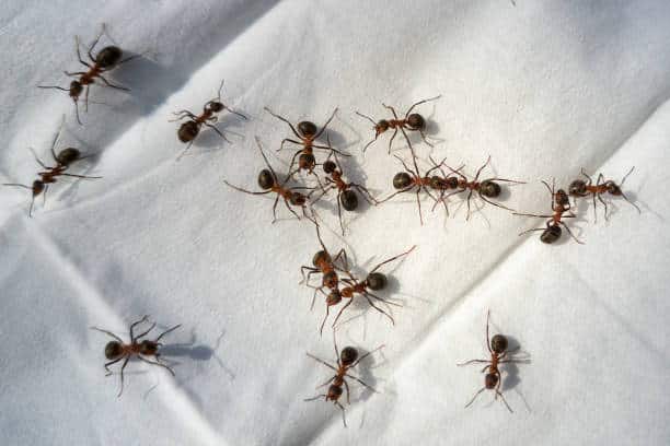 Ant Extermination Toronto