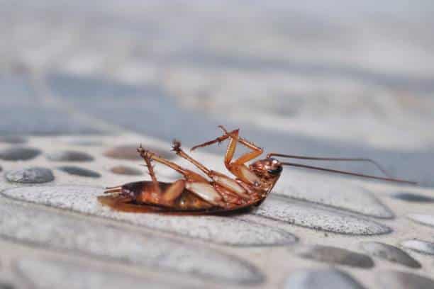 Cockroach extermination service in Scarborough kitchen pest control treatment