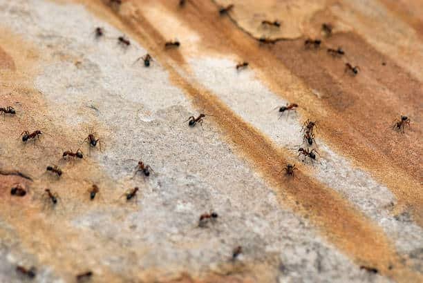 Ant Extermination Toronto