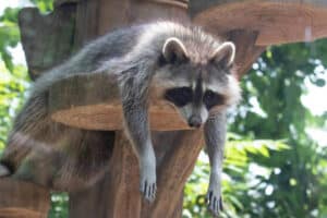 Curious raccoon clinging to a wooden post outdoors