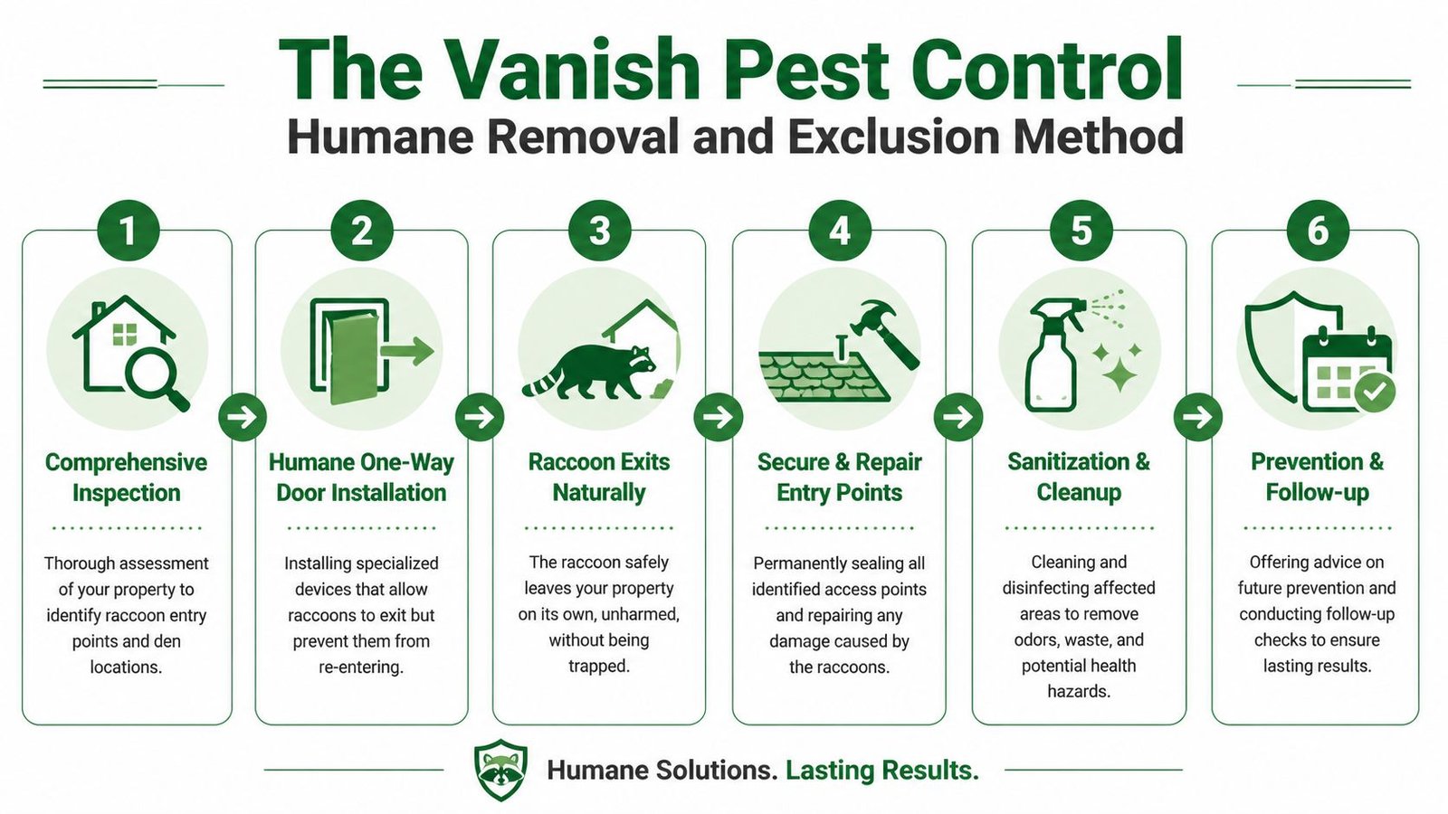 An infographic detailing the six-step humane raccoon removal and exclusion process by The Vanish Pest Control.