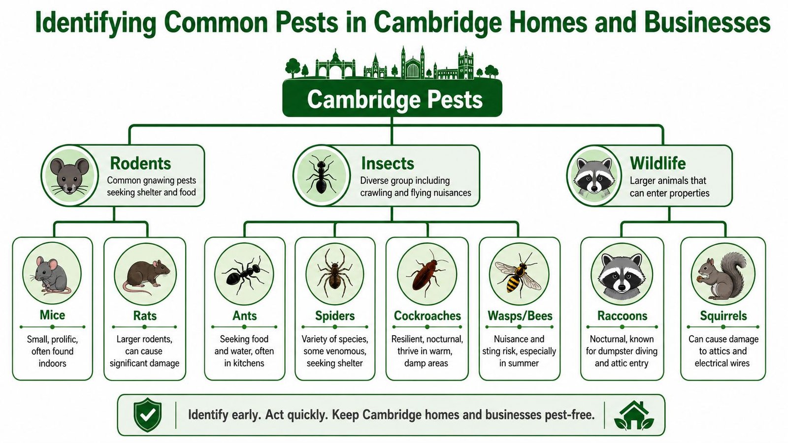 A diagram categorizing common pests in Cambridge, including rodents, insects, and wildlife found in homes and businesses.