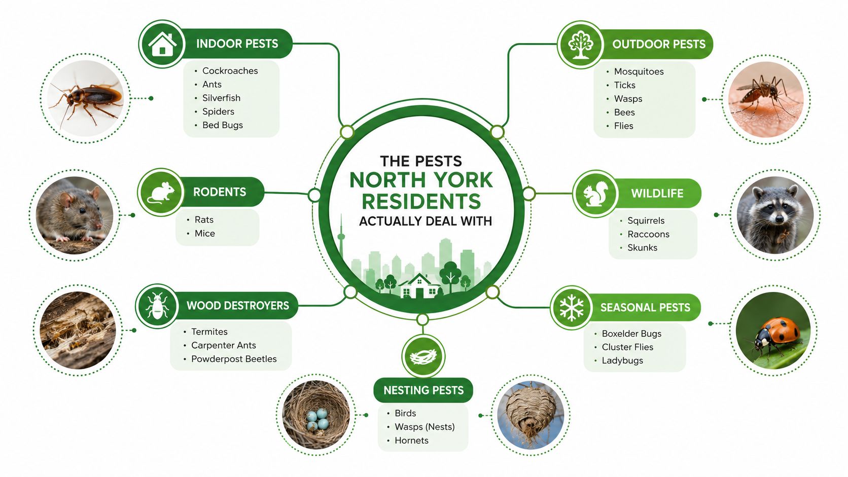 A diagram illustrating common pest control concerns for residents living in North York, categorized by pest type.