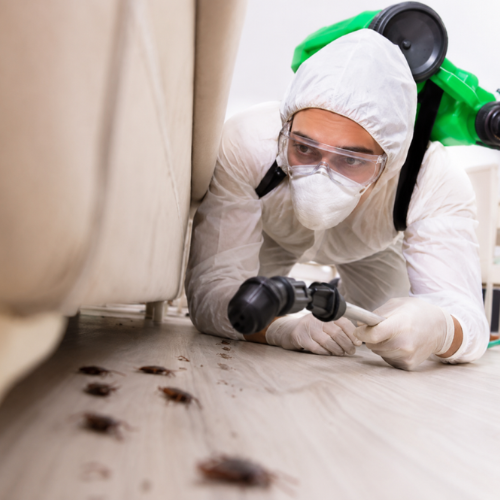Bed bug Removal
