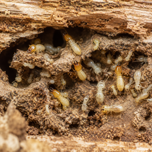 Termite removal London Ontario
