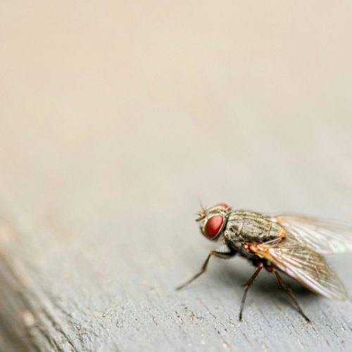 pest control company