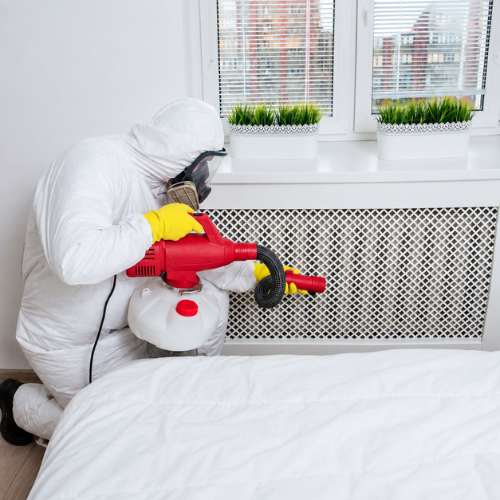 Bed Bug Treatment Scarborough