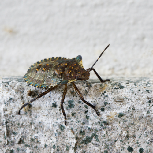 Pest Problem
