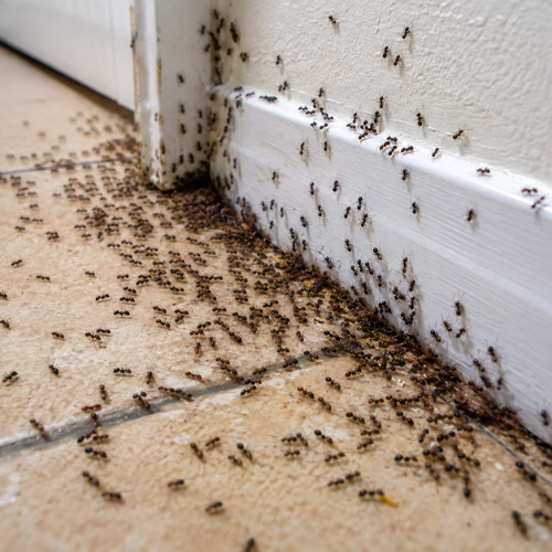Ant infestation