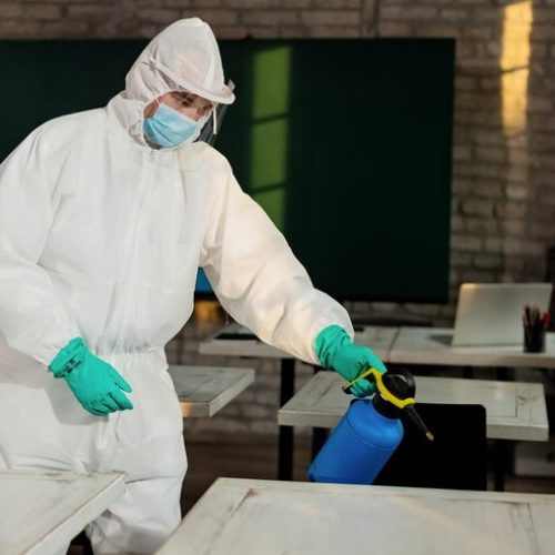 Pest Control in Brampton
