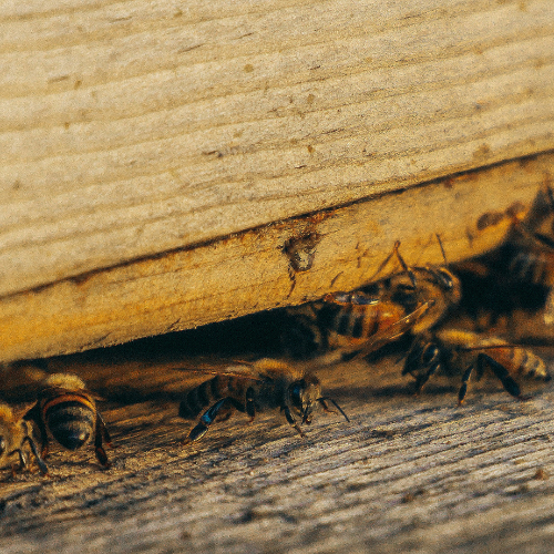 pest control company