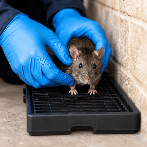 Mice & Rat Control Scarborough