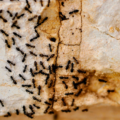 Commercial Pest Control