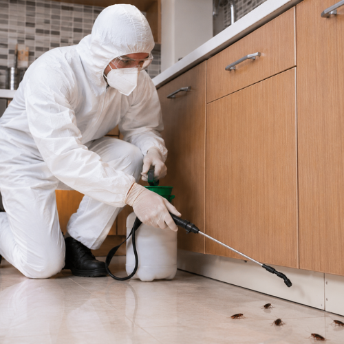 Cockroach treatment
