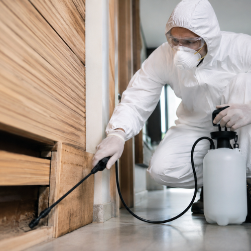 Termite control London Ontario