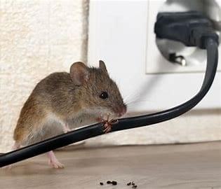 Termite: Causes, Protection, and Treatment