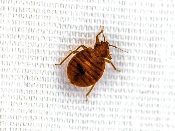 what-happens-to-bed-bugs-in-maine-during-winter